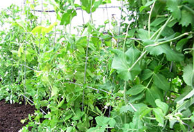 Green Garden