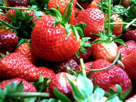 Strawberry Garden